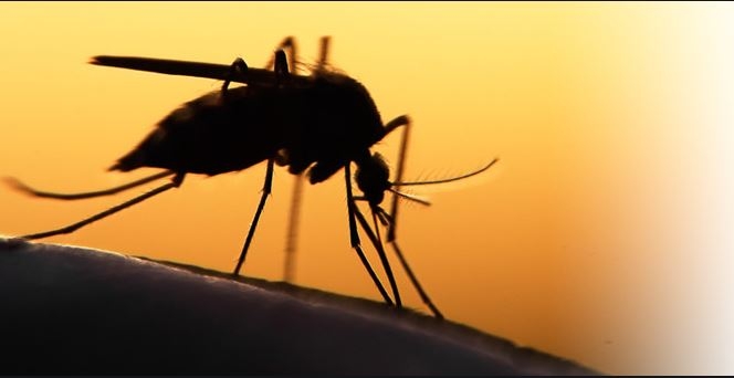 La OMS publicará un informe sobre los países que han erradicado casi por completo la malaria