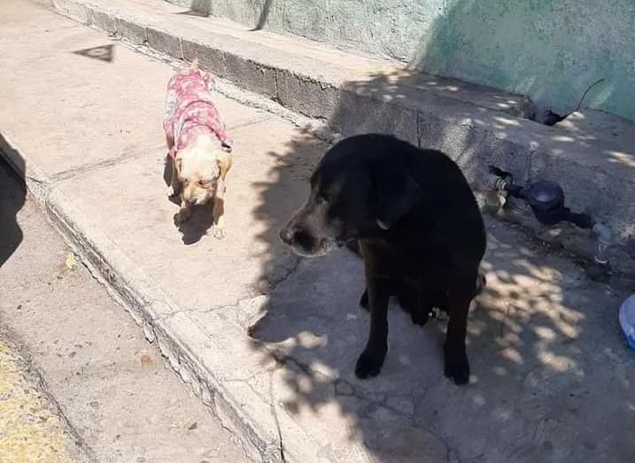 Advierten de peligro de garrapatas en mascotas y humanos en Kanasín