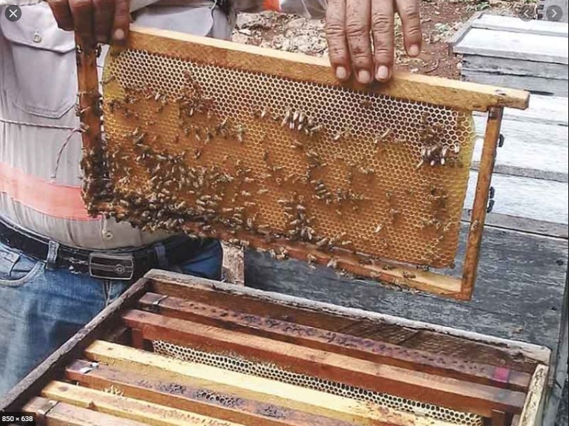 Precio de la miel alcanza máximo histórico en Yucatán