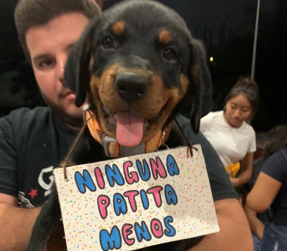 Denuncian uso de perros para fines políticos en Tizimín