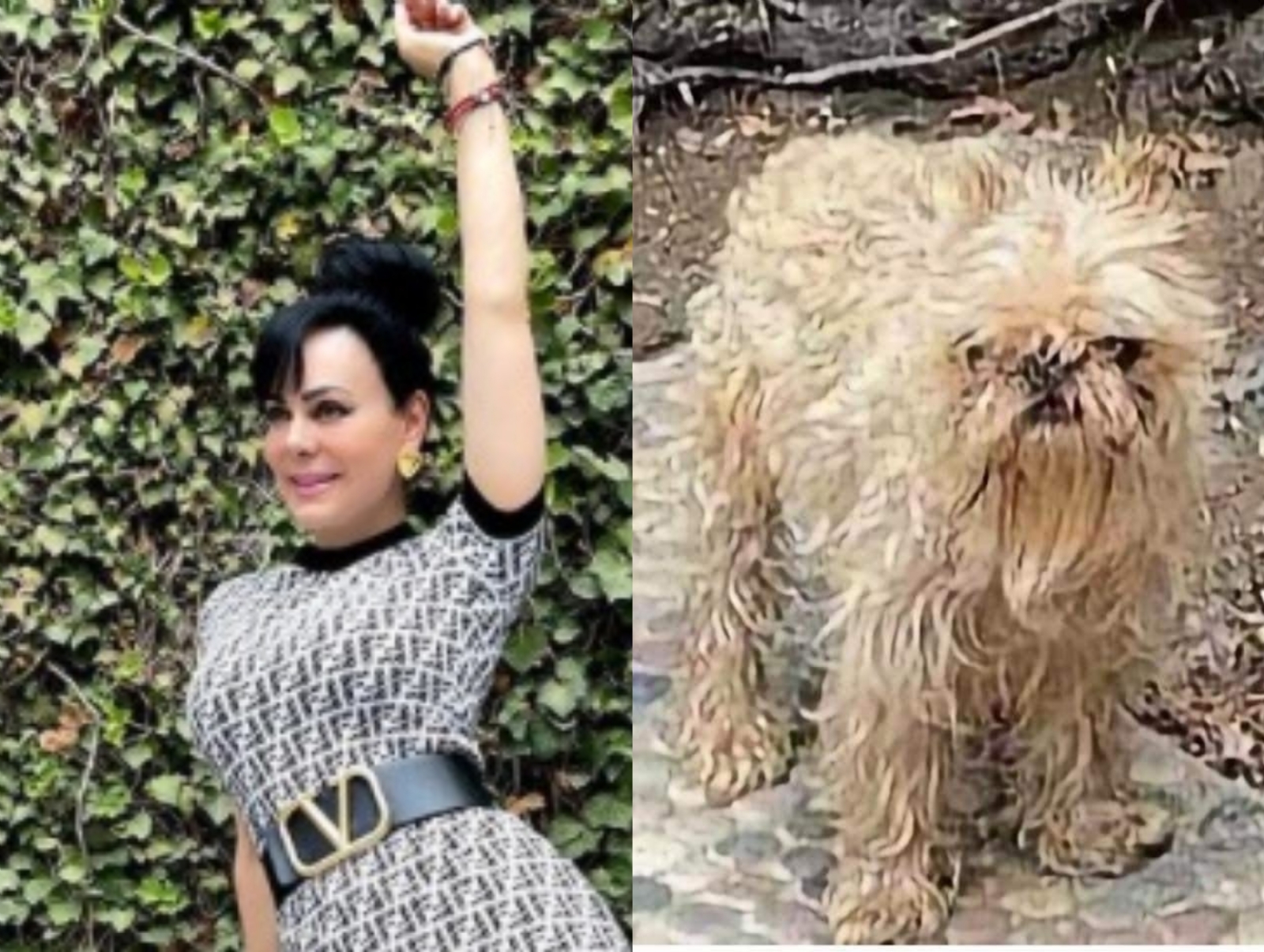 Perro de Maribel Guardia desata burlas por su aspecto desaliñado: MEMES
