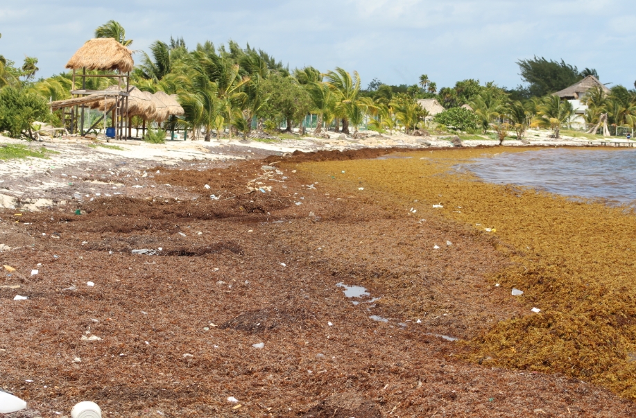 Sargazo 'inundará' playas de Quintana Roo este año, alerta estudio