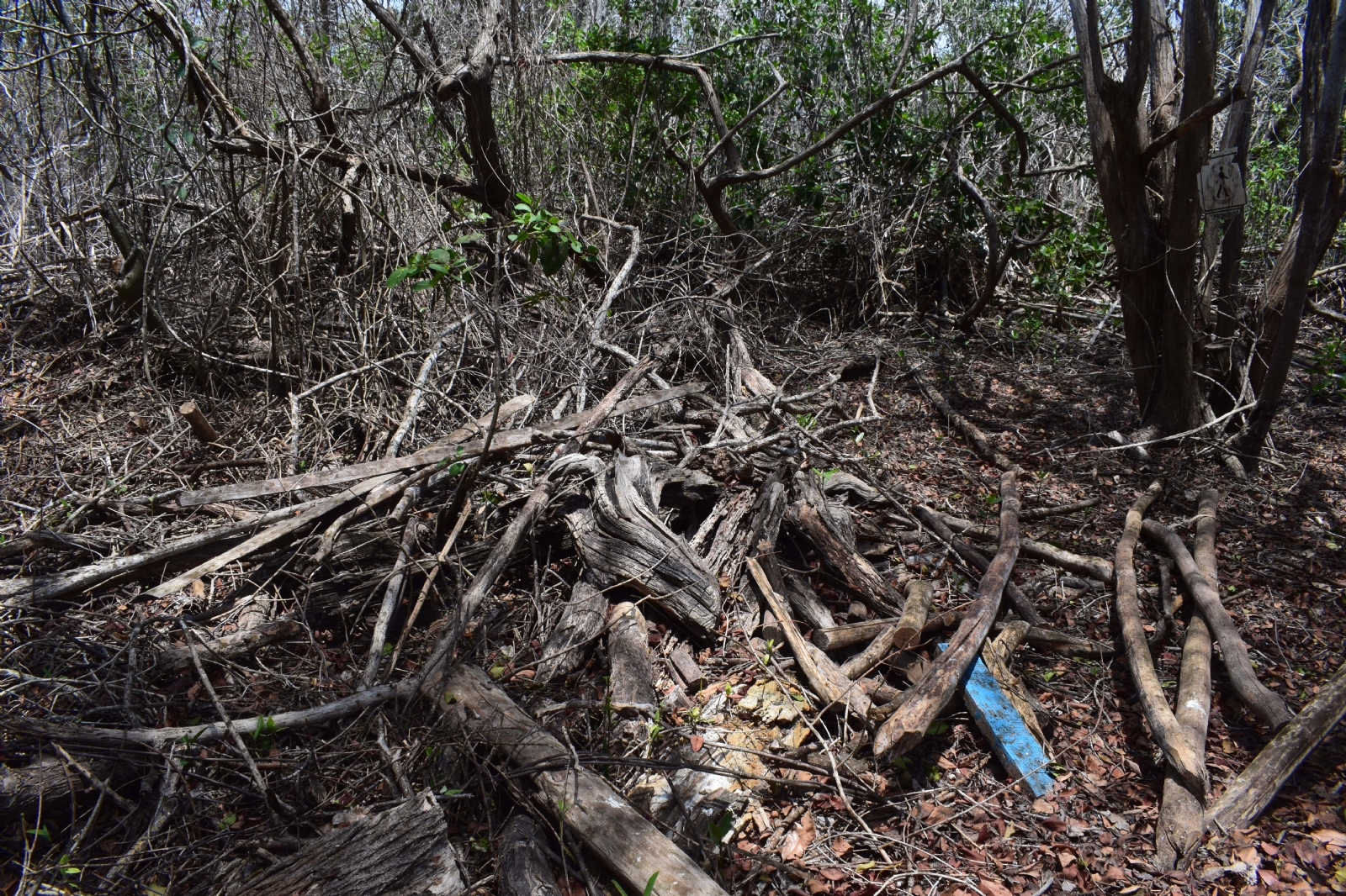 Extrabajadores de 'El Corchito' demandan ecocidio en Progreso