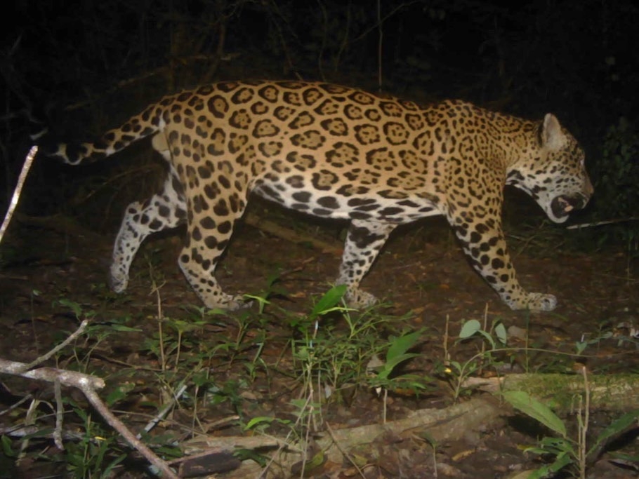 Expertos aseguran que la huella digital de un jaguar es su piel