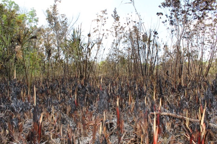 De los 80 incendios activos solo 10 se concentran en la Región Sureste del país