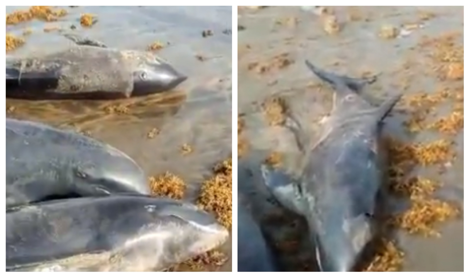 Delfines muertos sobre la playa