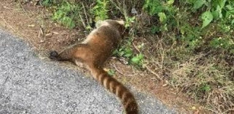 Carreteras, cementerio de animales en Yucatán, muere uno cada 34 horas