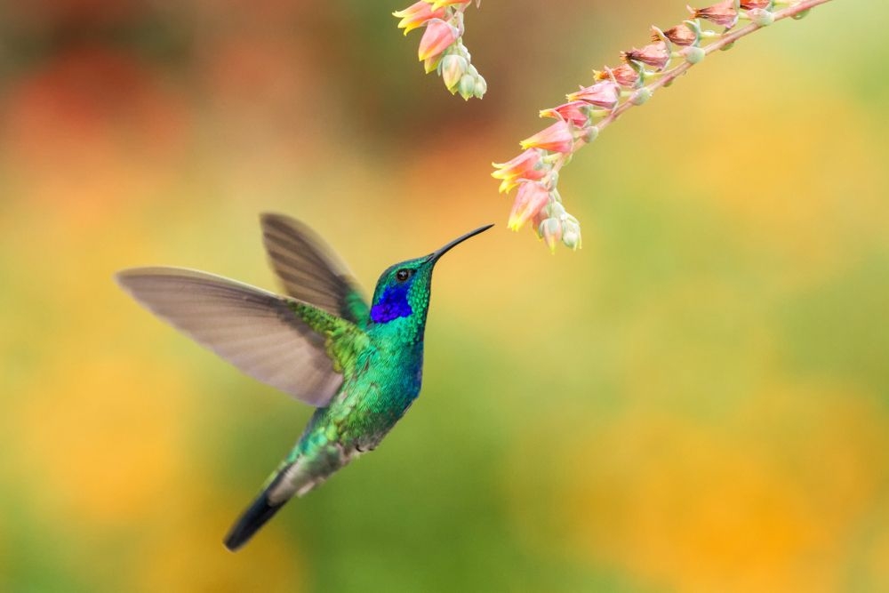 Colibrí, el mensajero de amor de los mayas