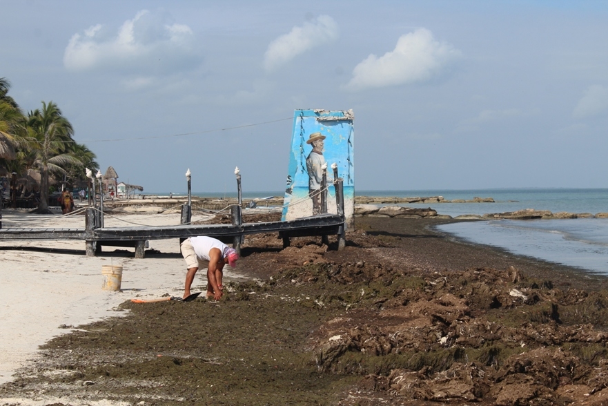 Recale de sargazo afecta imagen de Playa Norte en Holbox