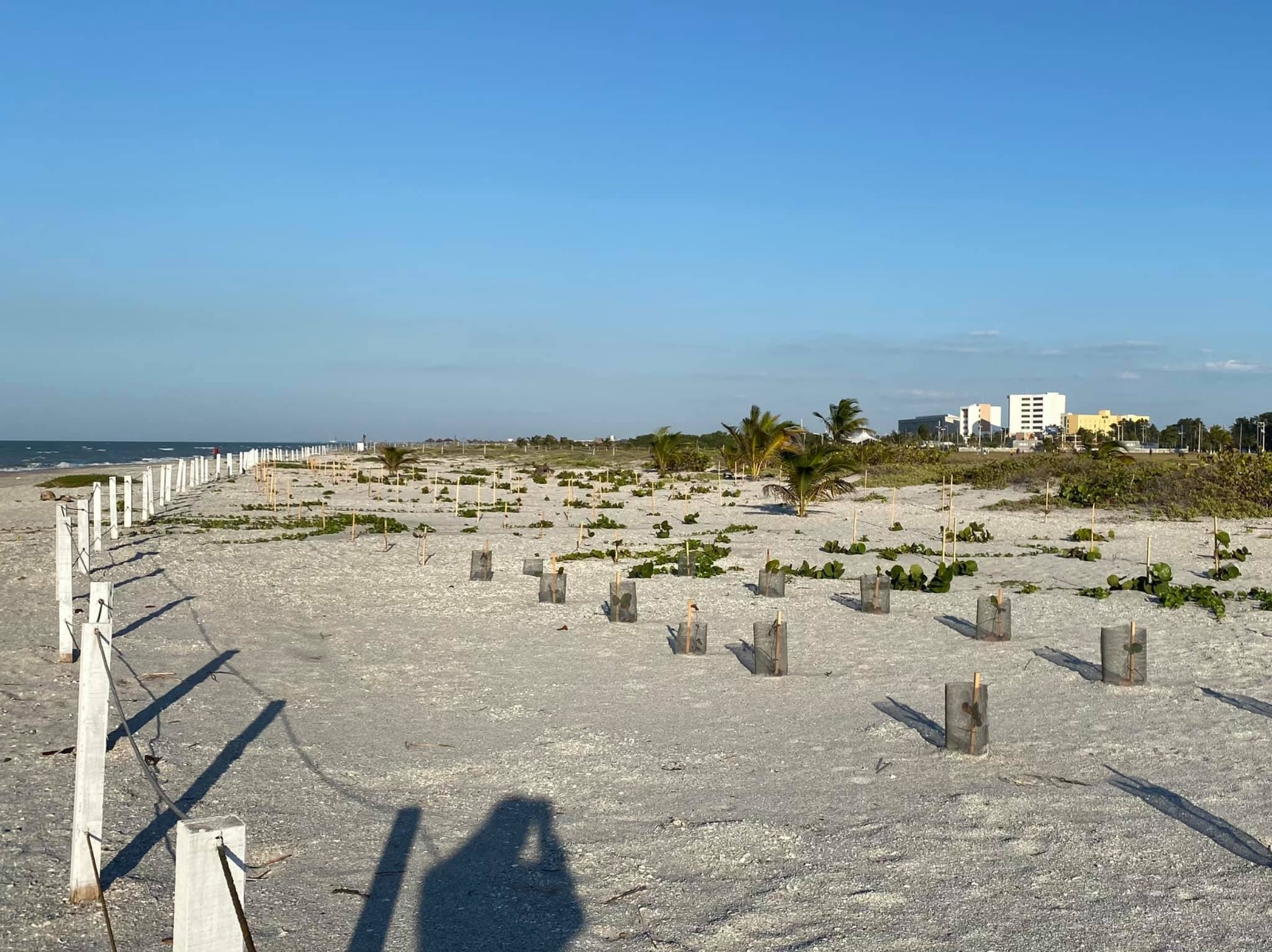 Proyecto de reforestación amenaza anidación de aves en Playa Norte