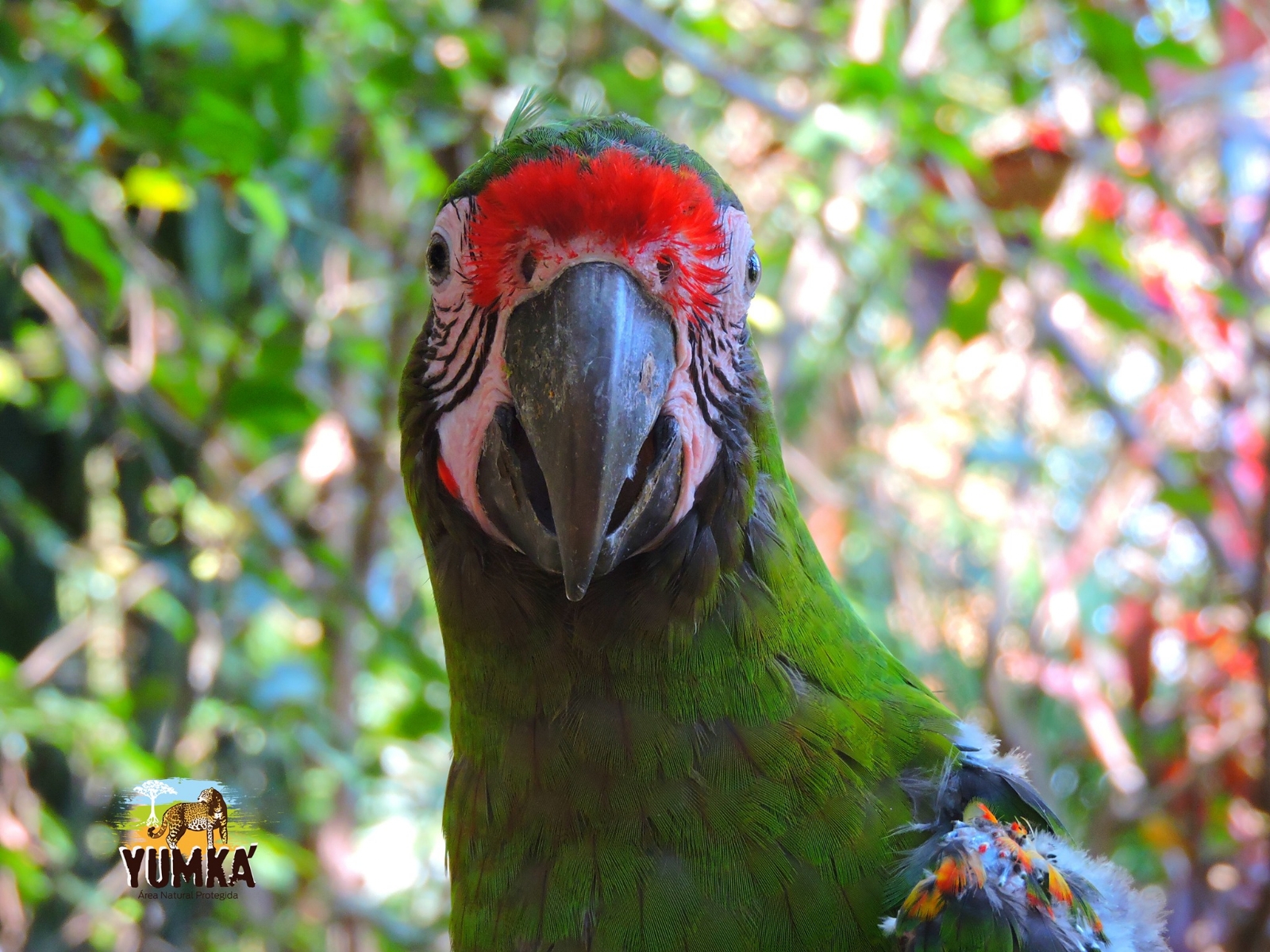 Ejemplar de guacamaya verde