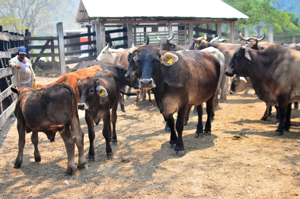 Cae producción de leche en Palizada, Campeche