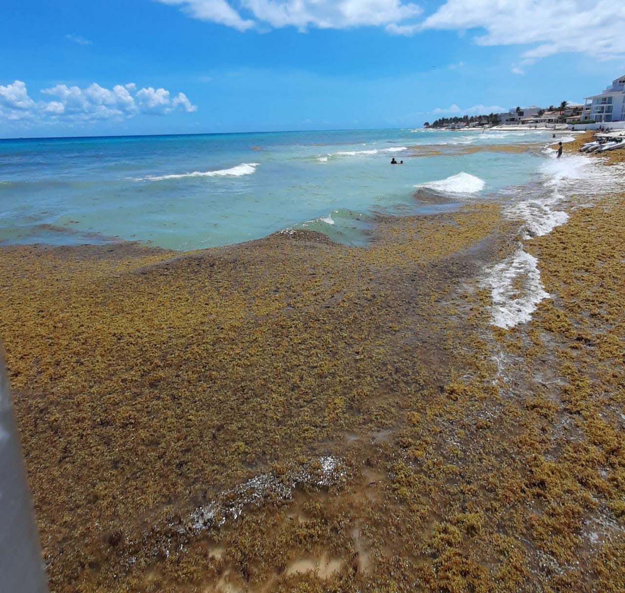 Recale de sargazo exhibe poca efectividad de barreras en Playa del Carmen