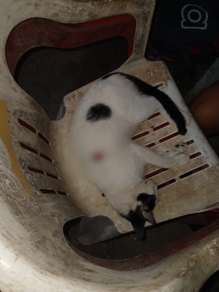 Autoridades investigan a un hombre que mató a un gato con una escopeta en Cozumel