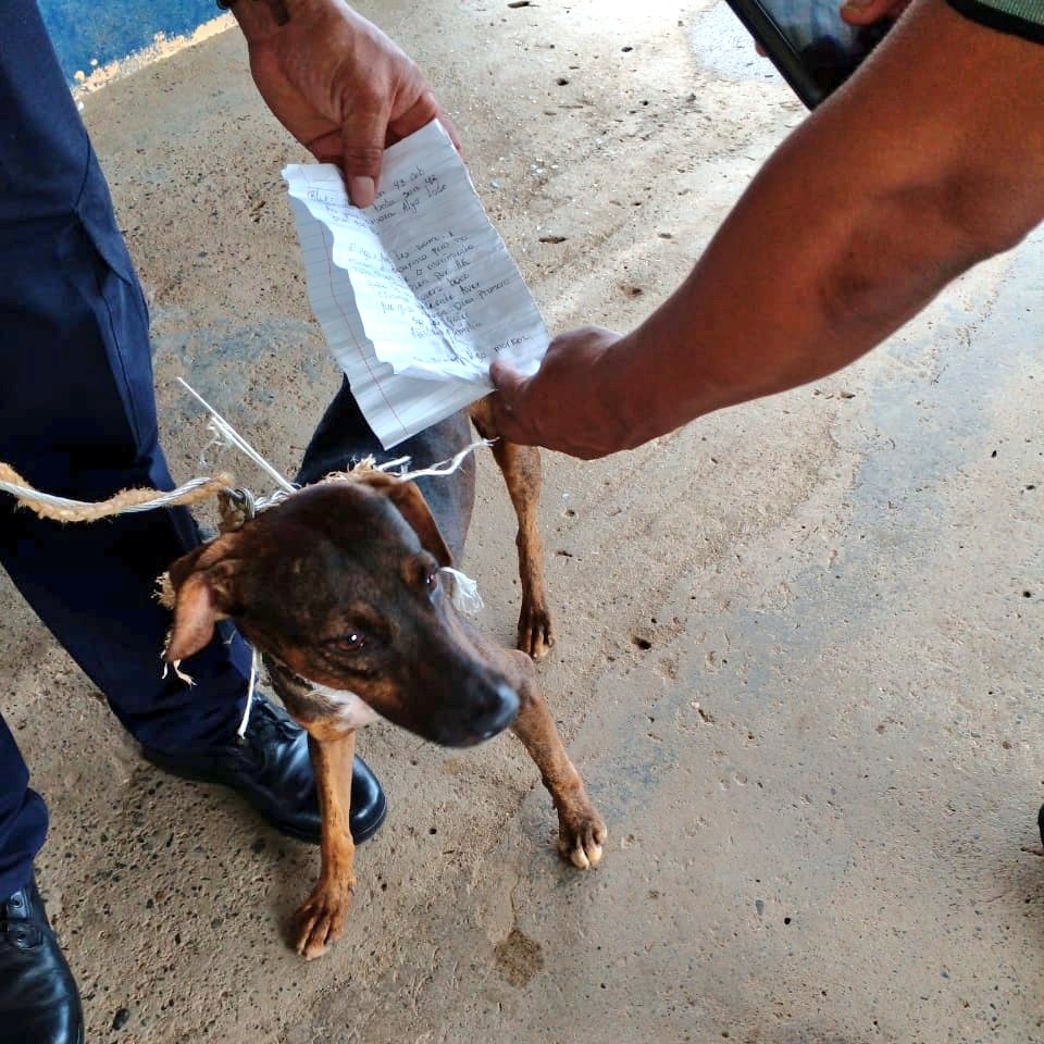 El comunicado oficial va acompañado de una foto donde aparece un perro flaco de color marrón sujetado por una persona con uniforme que muestra una carta