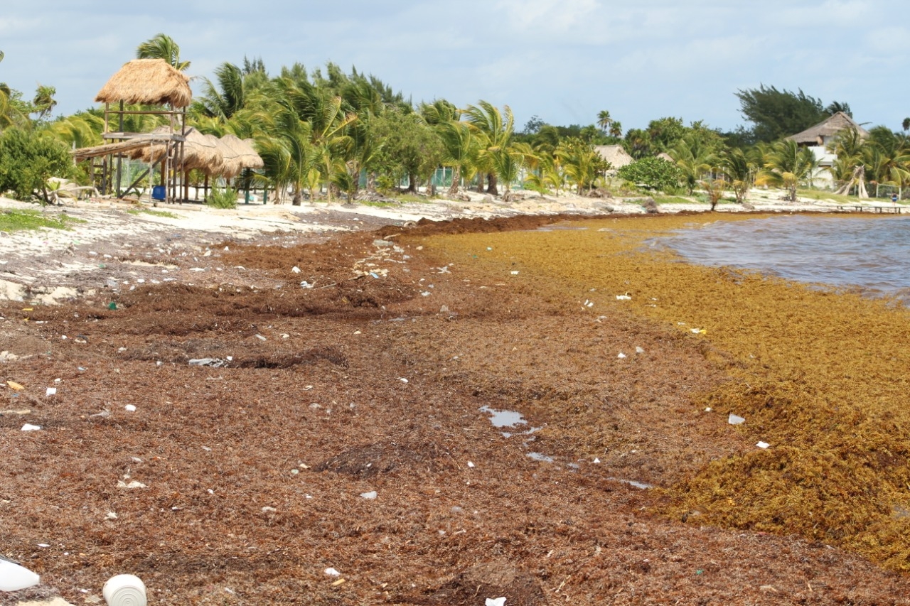 Autoridades instalarán barreras anti-sargazo en Mahahual e Xcalak