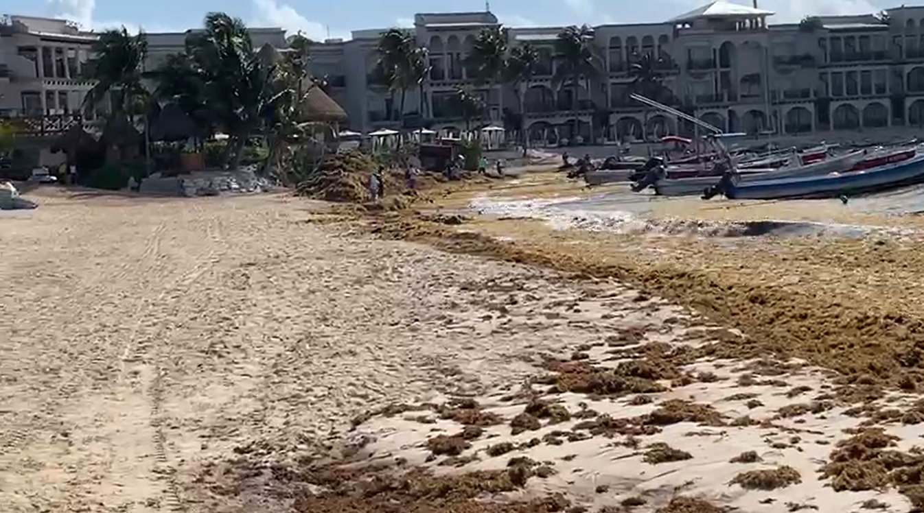 Así luce Playa El Recodo con el recale de sargazo