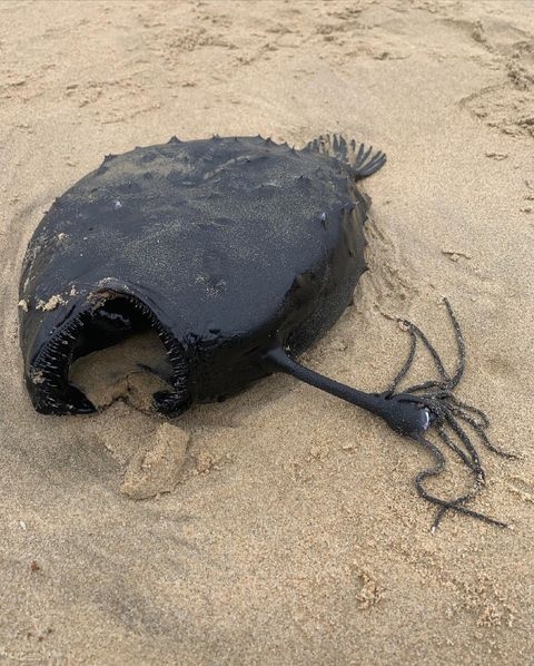 El pez de aspecto extraño fue hallado en la playa