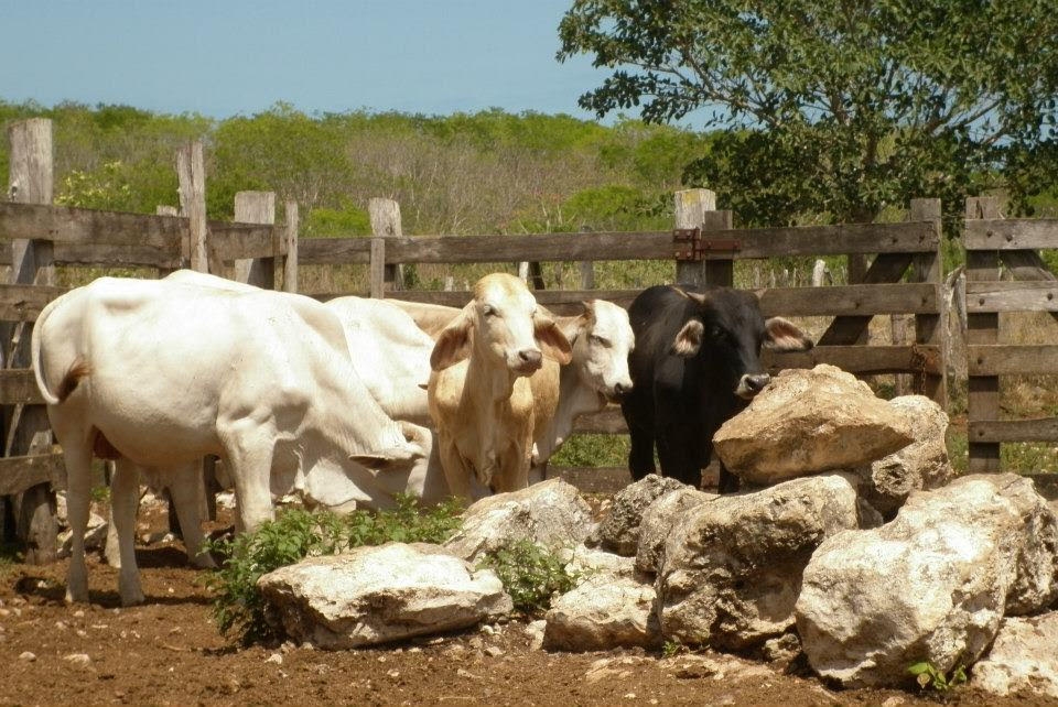 Hojas de ramón, alimento alternativo para el ganado ante sequías en Yucatán