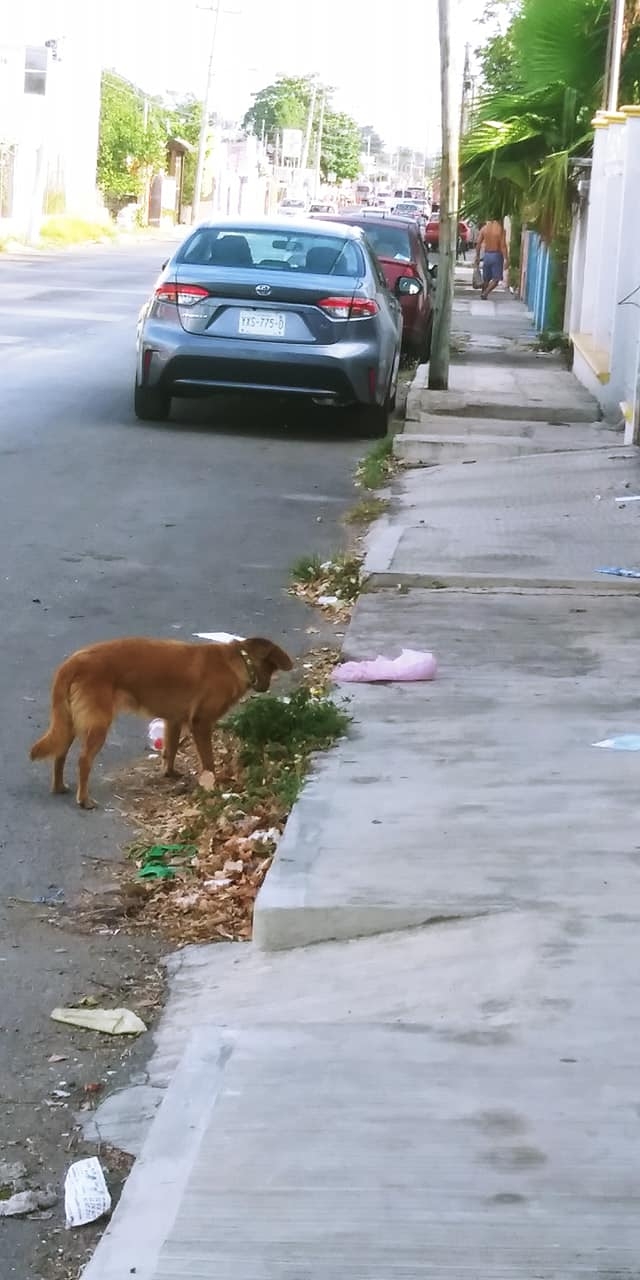 Podrán sancionar maltrato animal con multas de un millón de pesos