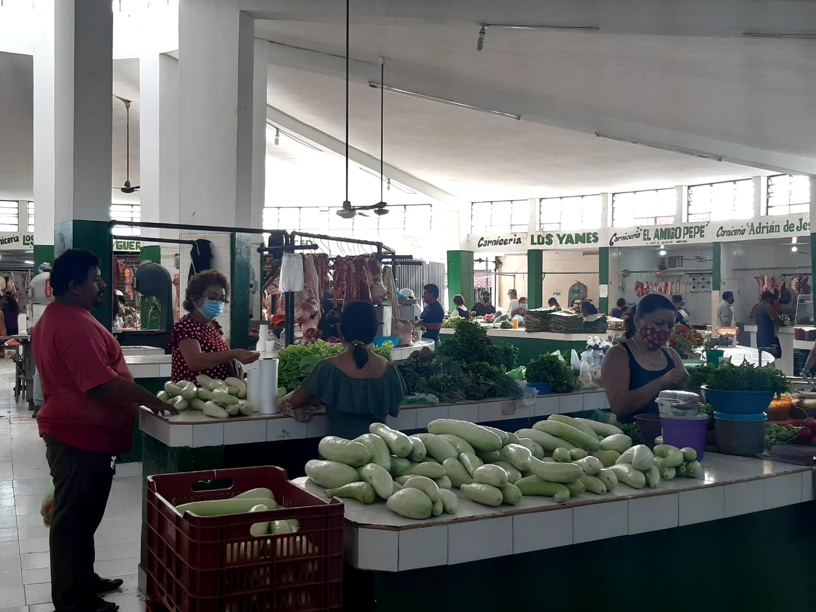 Cosecha de pepino en Tizimín sin mercado para su venta