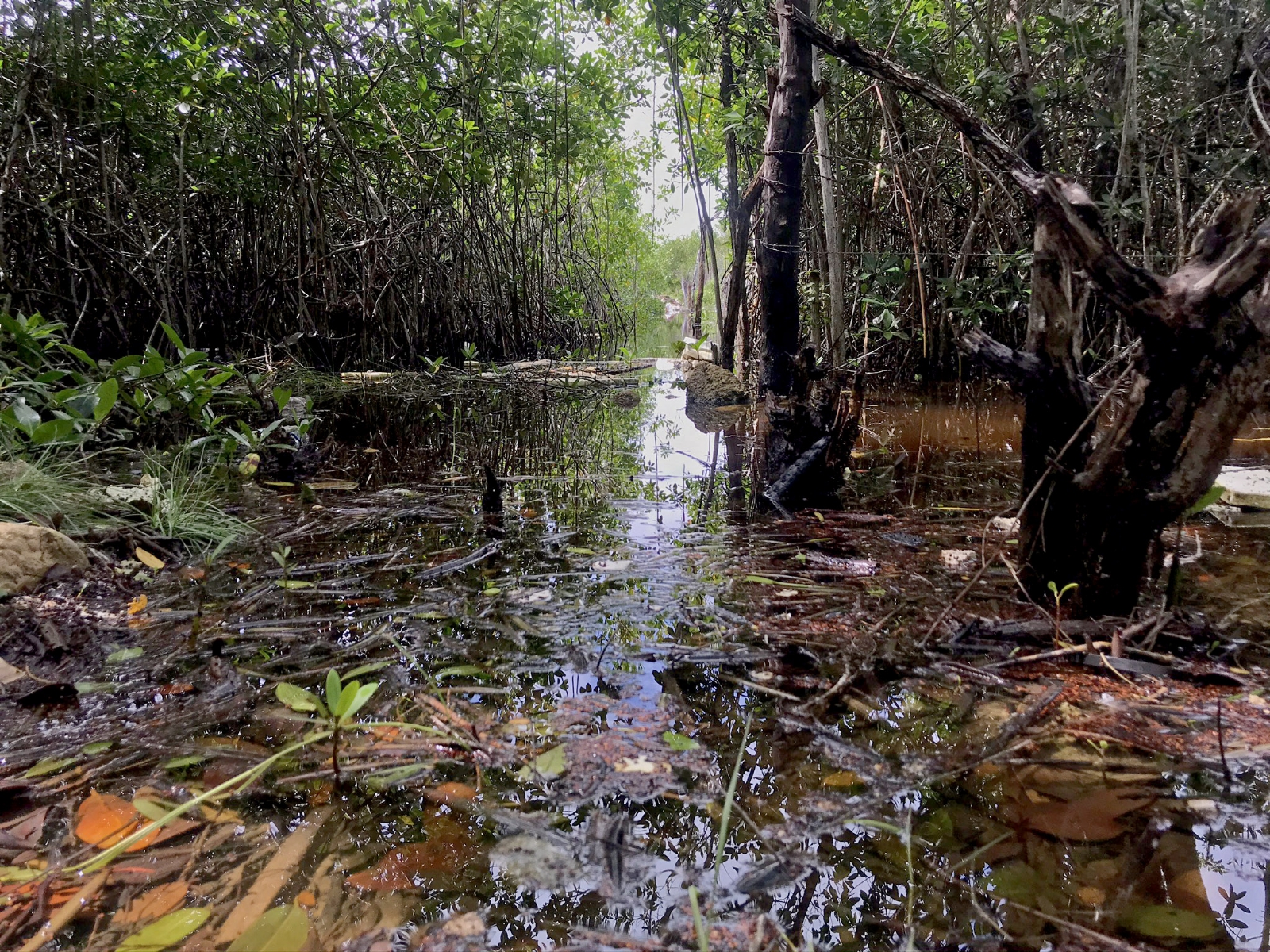 Antiguo basurero municipal afecta gravemente a los manglares en Cancún