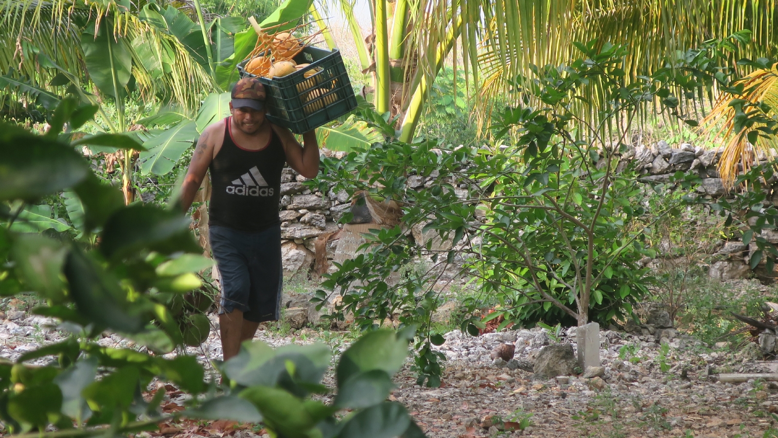 El coco, un producto desaprovechado en Yucatán
