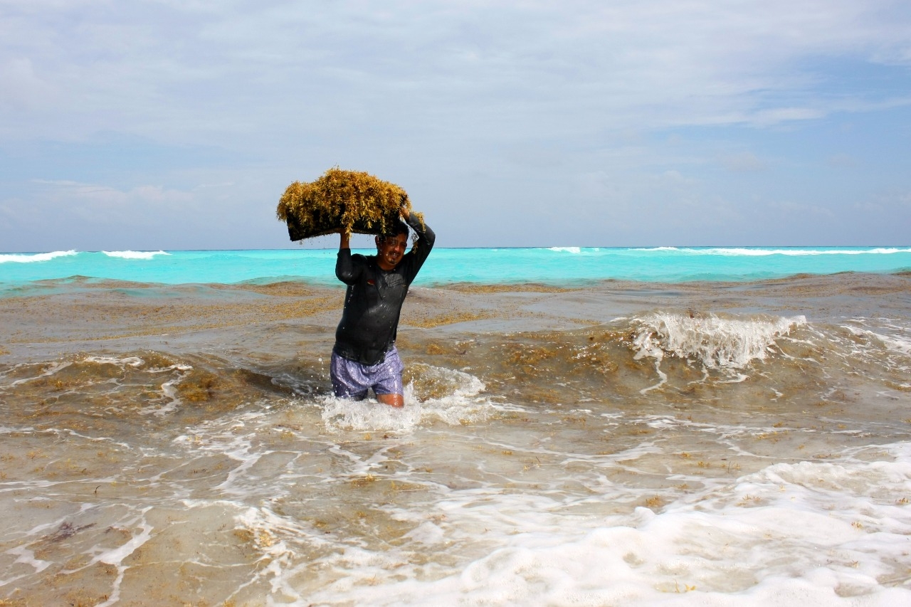 Recala inusual cantidad de sargazo a Playa Delfines en Cancún: FOTOS