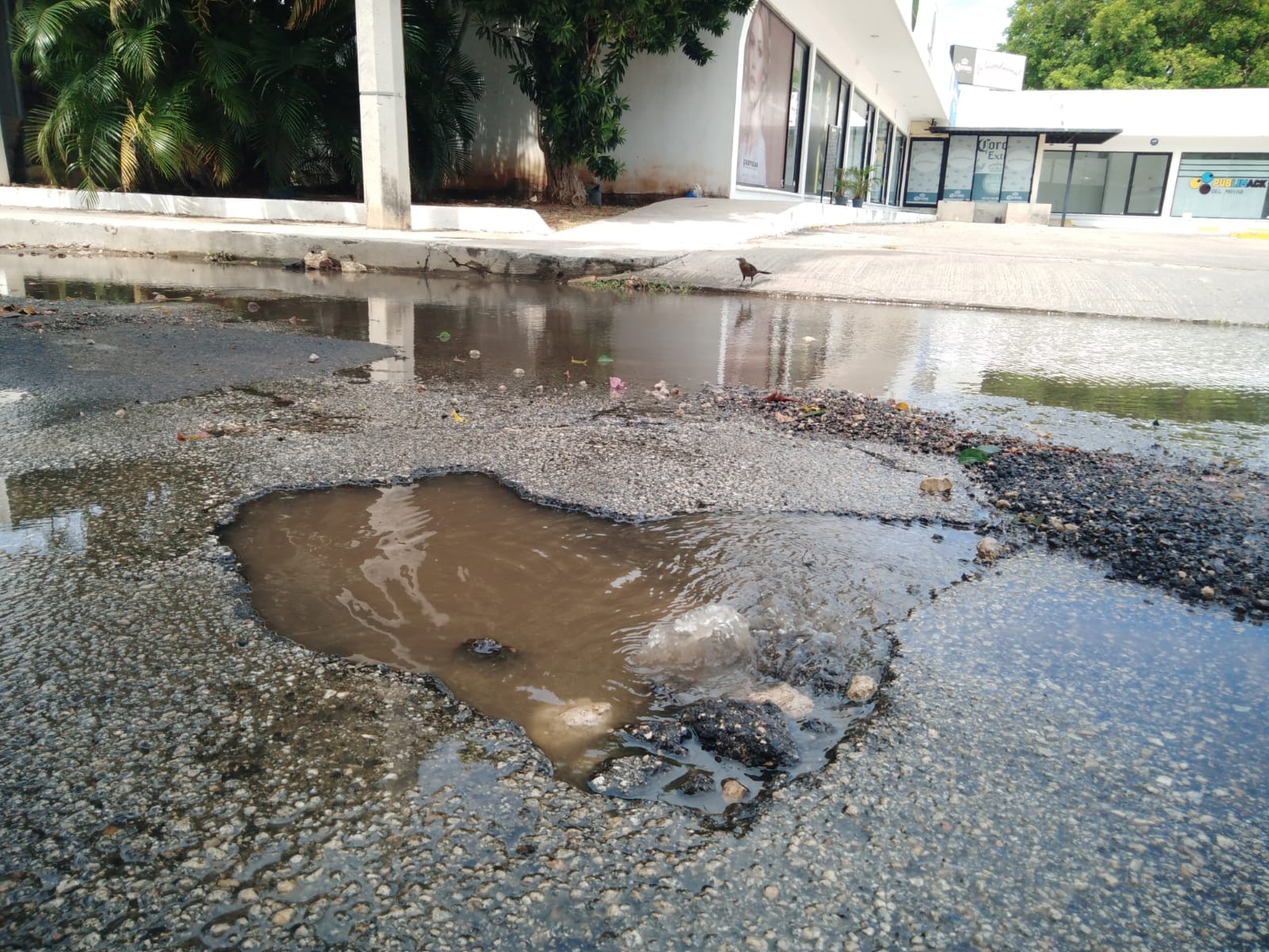 La fuga de agua se localiza en la calle 38 entre 21 y 23, a un costado de Plaza Diamante