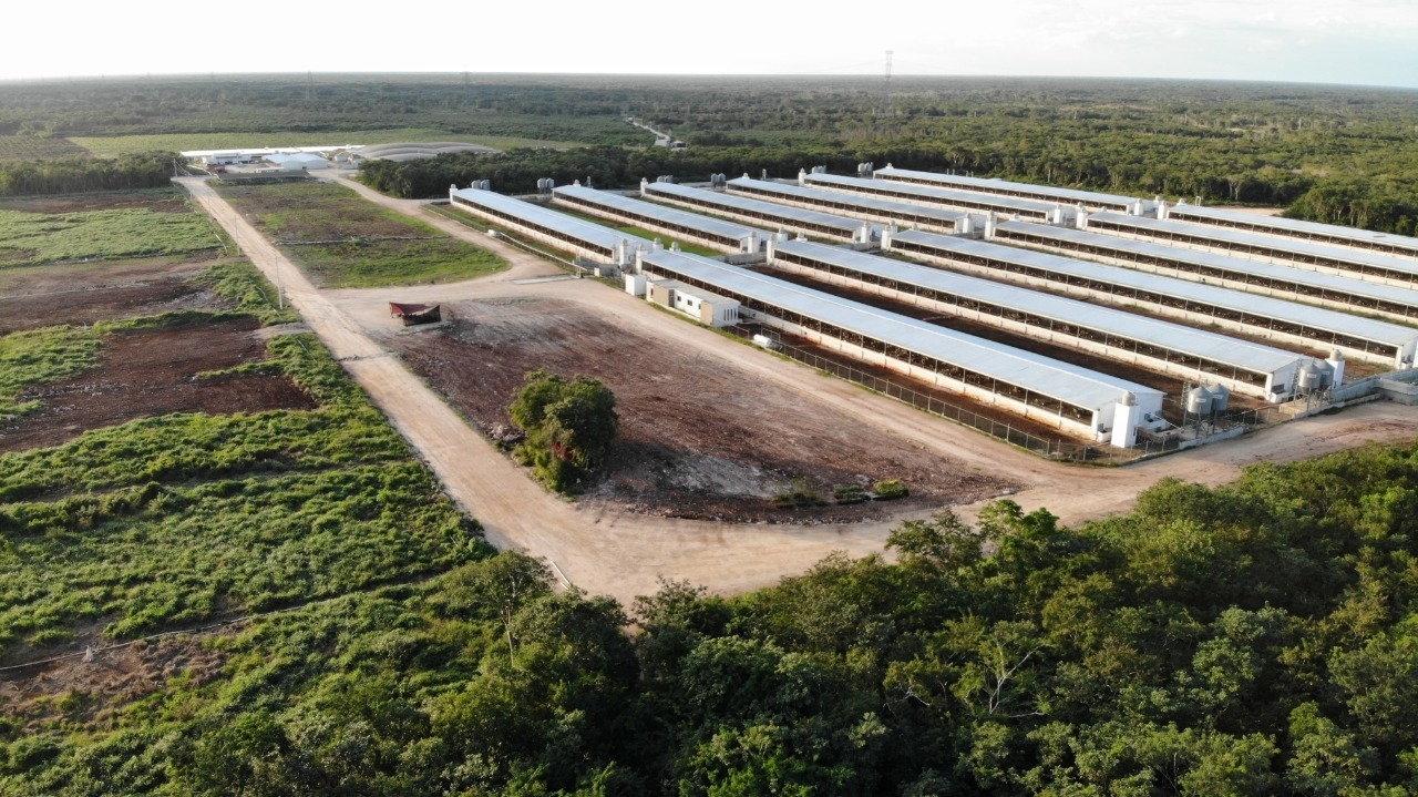 Granjas porcícolas en la Península de Yucatán siguen bajo supervisión