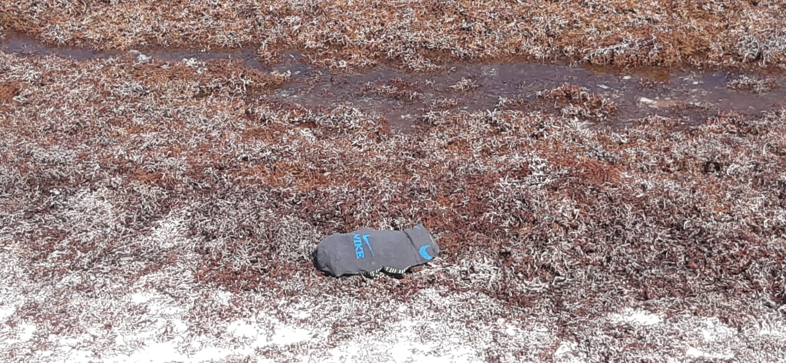 Recala calceta con 23 dosis de narcóticos en Playa las Palmas de Tulum