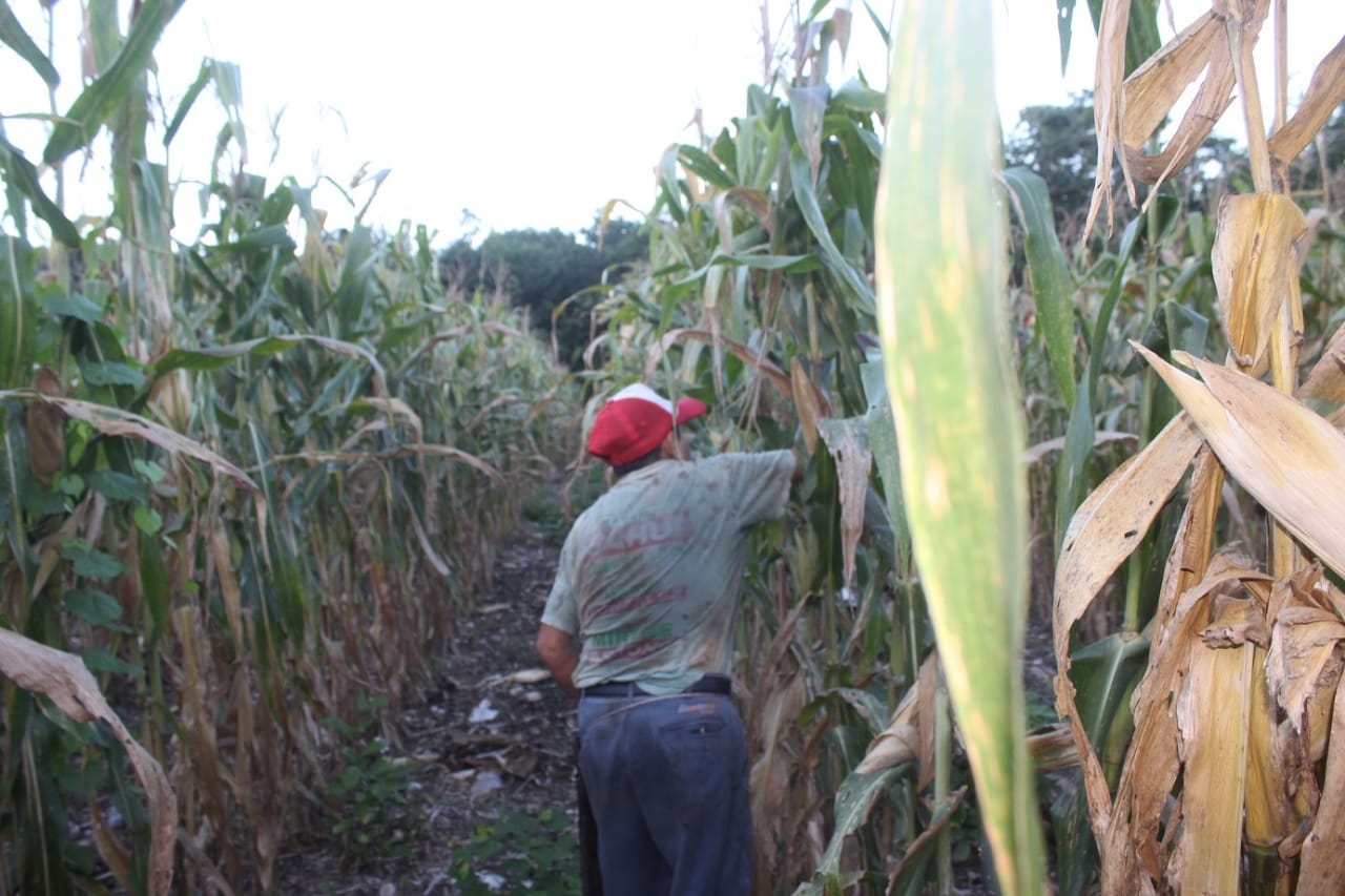 Campeche, estado de la Península de Yucatán con menos beneficiarios de Producción para el Bienestar