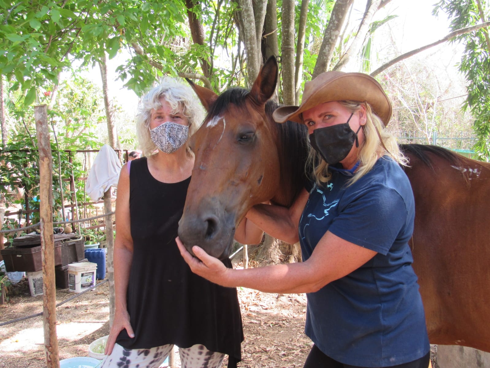 Familia rescata a caballos que sufrían maltrato en Cozumel