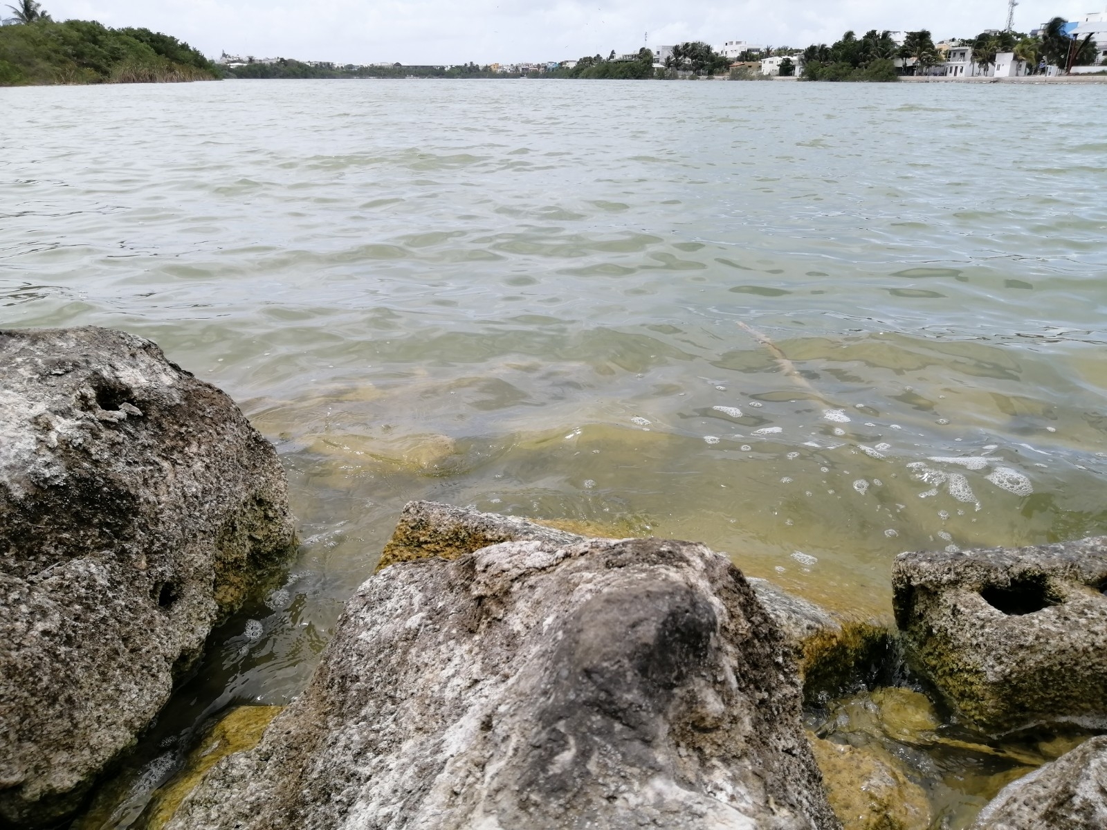 Fauna de Salina Grande, en peligro por disminución de agua en Isla Mujeres