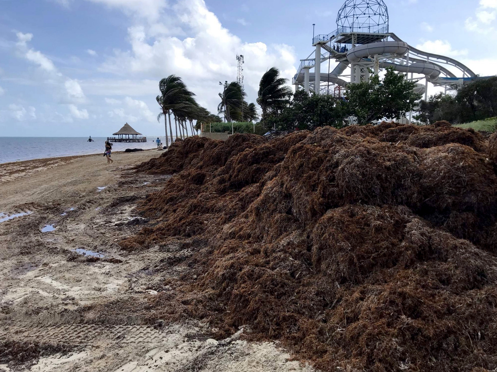 Autoridades incumplen protocolos de sargazo en Playa Coral de Cancún