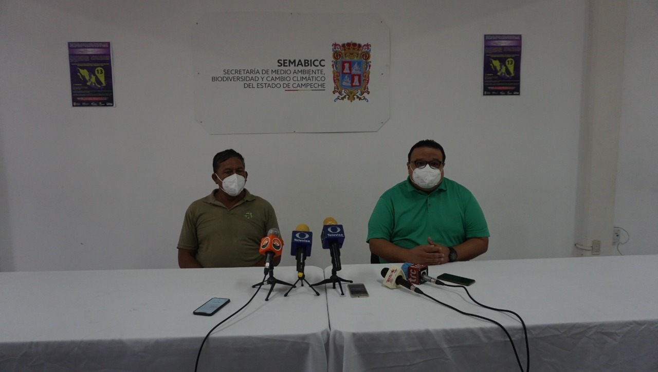 Aumenta anidación de tortugas marinas en Campeche