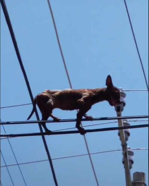 Captan a perro chihuahueño asolearse en cables de luz: VIDEO