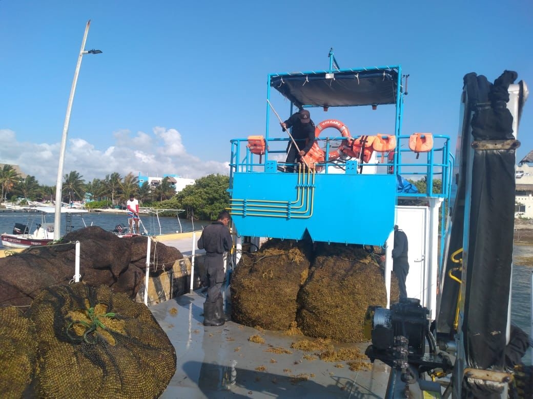 Semar recolecta más de 10 mil toneladas de sargazo en costas de Quintana Roo