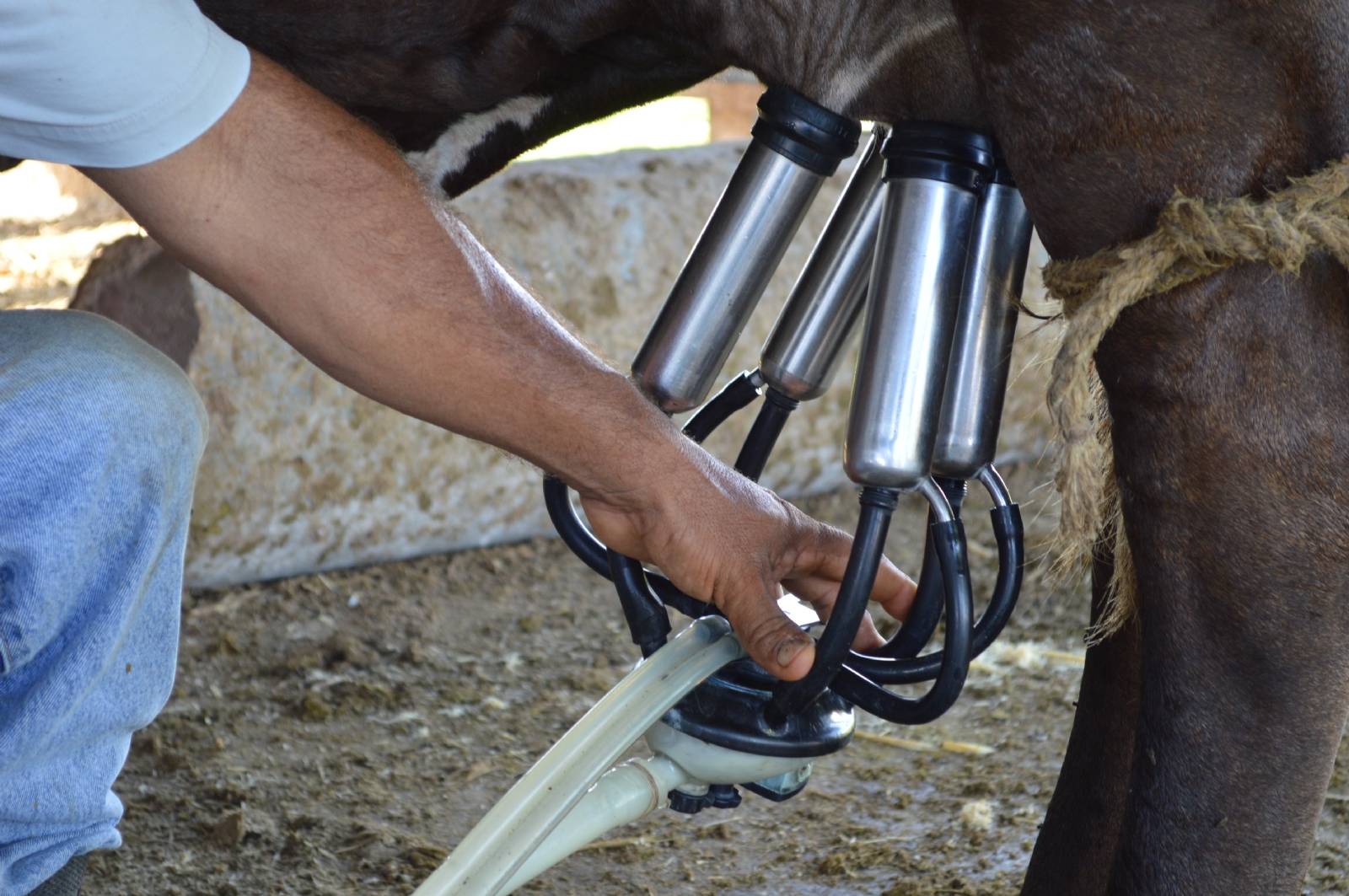 Productores de Chetumal ganan menos de lo que invierten en producir leche