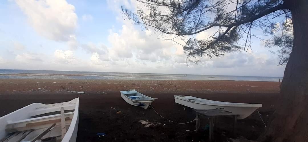 Recale de Sargazo afecta actividades turísticas en Xcalak, Quintana Roo