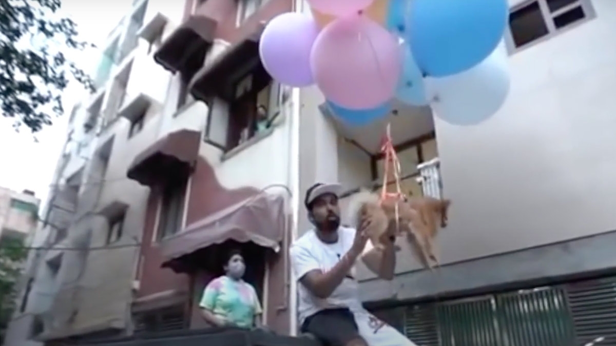 Influencer hace volar a su perro con globos para ganar seguidores VIDEO