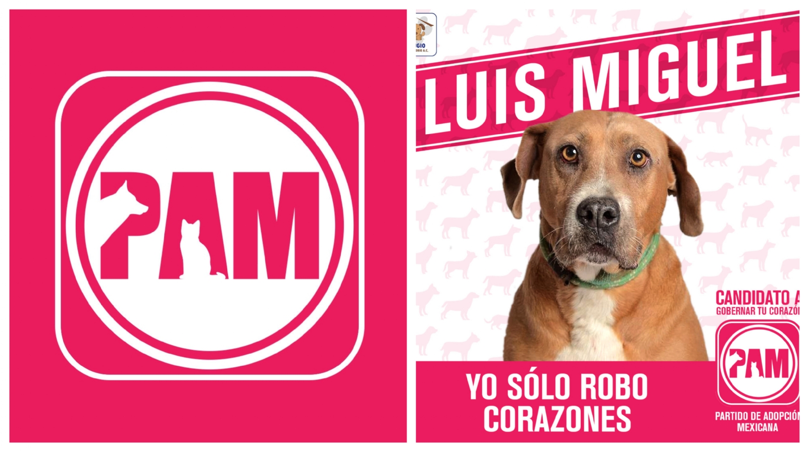 Día del Perro sin Raza: Conoce al PAM, el 'partido político' de tiernos lomitos