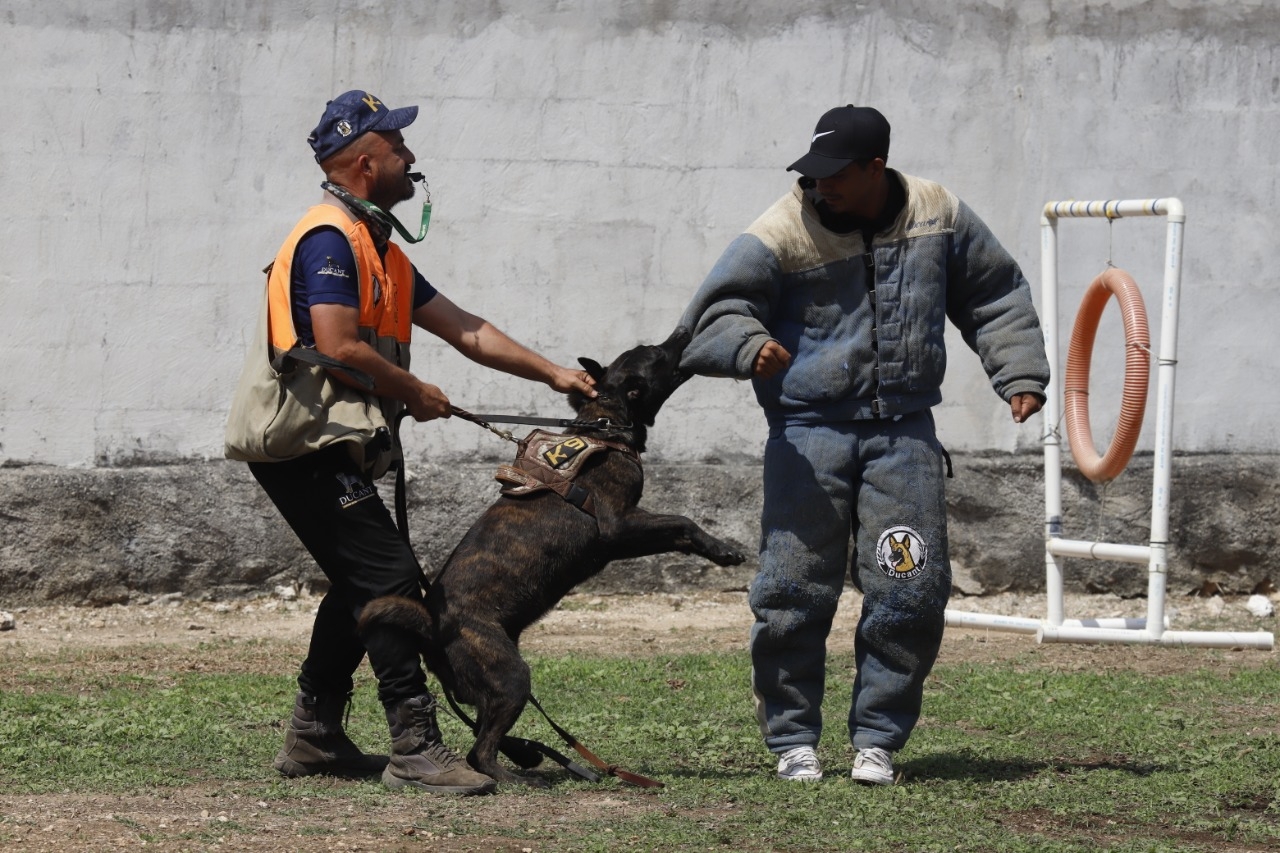 Perros guardia y de protección se venden hasta en 80 mil pesos