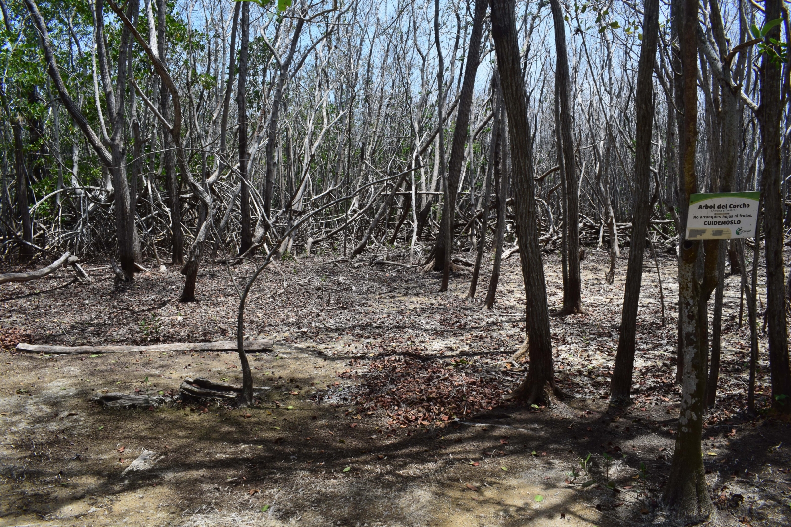 Progreso: Patronato Cultur desmiente ecocidio en "El Corchito"