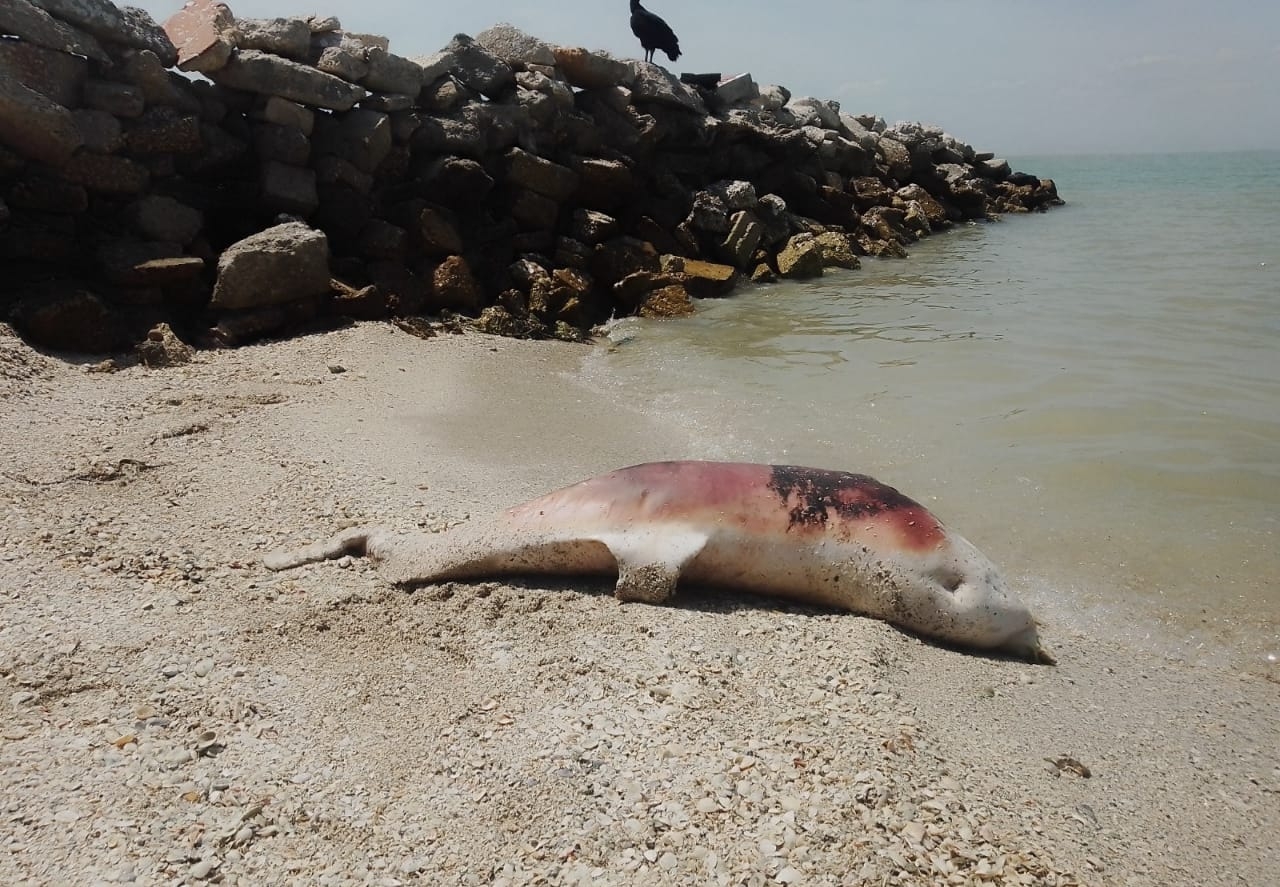 Esta no es la primera vez que encuentran un animal marino y las autoridades no dan la cara