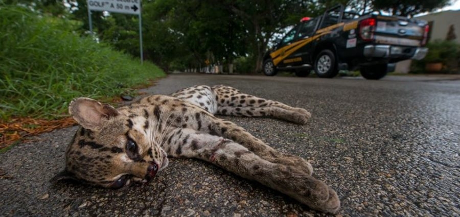 Carretera Kinchil-Celestún, zona mortal para la fauna en Yucatán