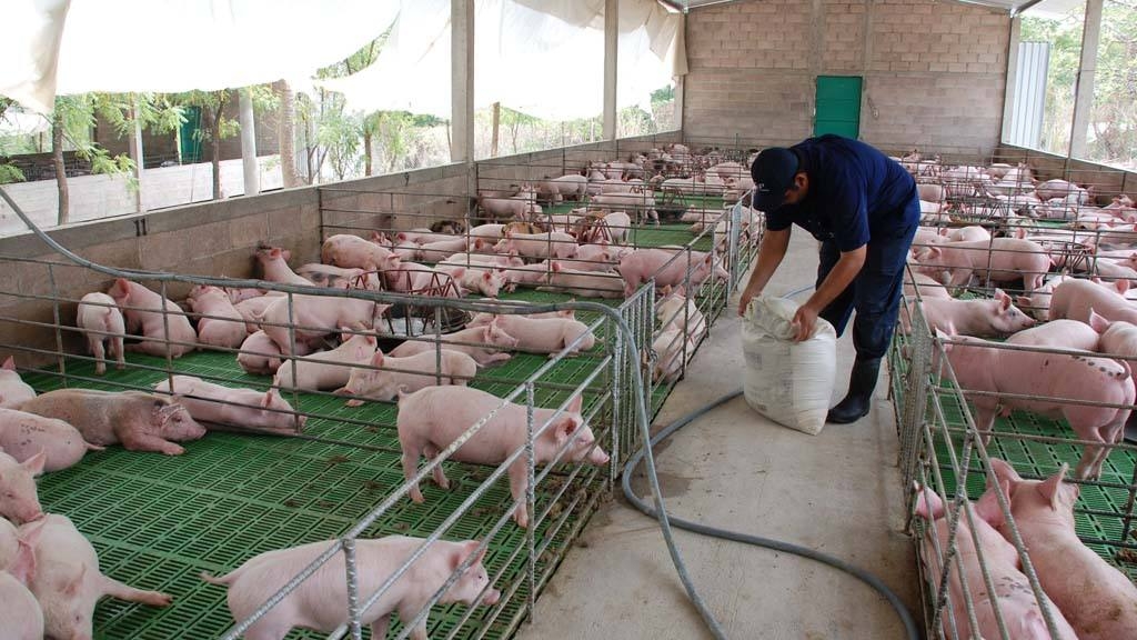 El Consejo Ciudadano declaró que el crecimiento de esta industria son una amenaza para el medio ambiente