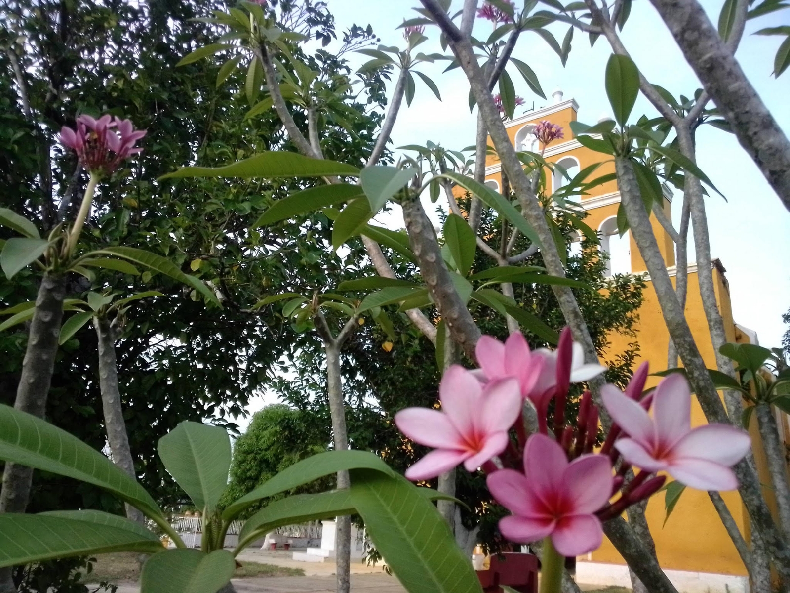 La flor de mayo, inspiración de libros, canciones, cuentos y poemas