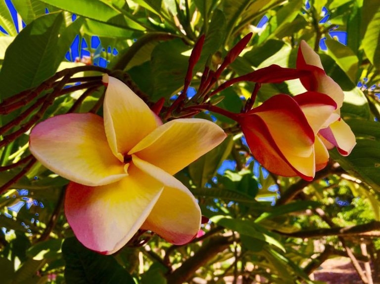 La flor de mayo tiene propiedades medicinales que favorecen a la salud