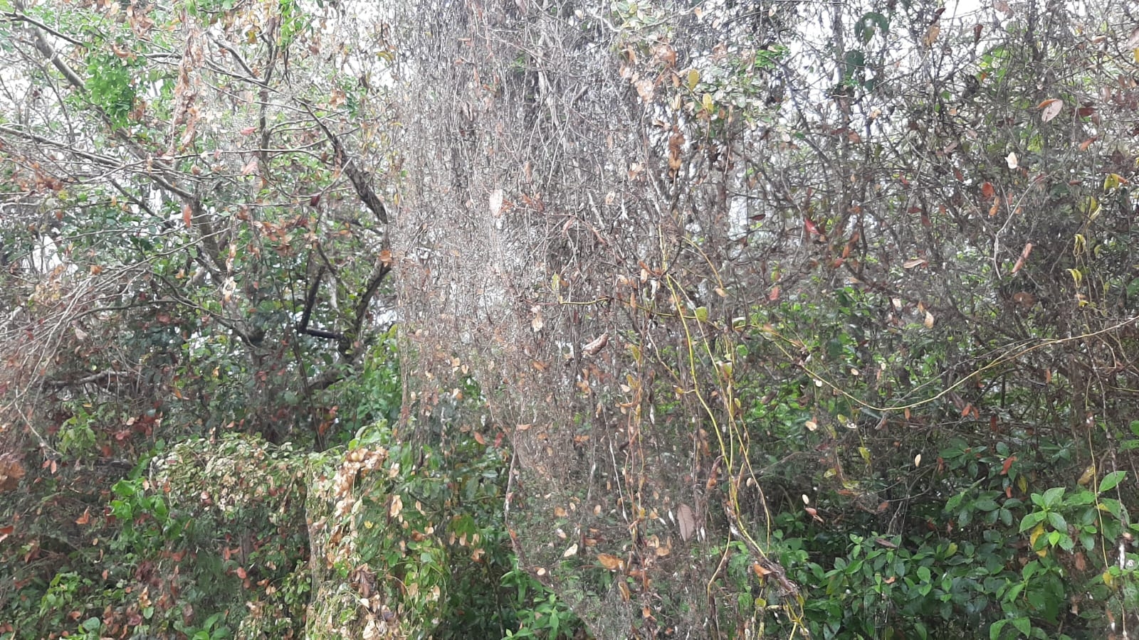 Plaga de mosquito bobo genera proliferación de telarañas en Chetumal